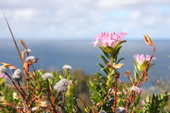 Wildflowers in West Cape Howe National Park