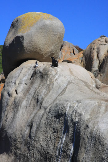 Seals on Seal Rock, Albany, Western Australia