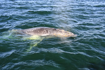 Baby Hump Back Whale, Albany, Australia